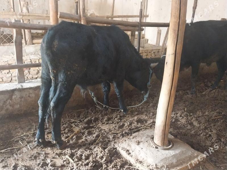 2 sany okuz - Türkmenabat - img 1