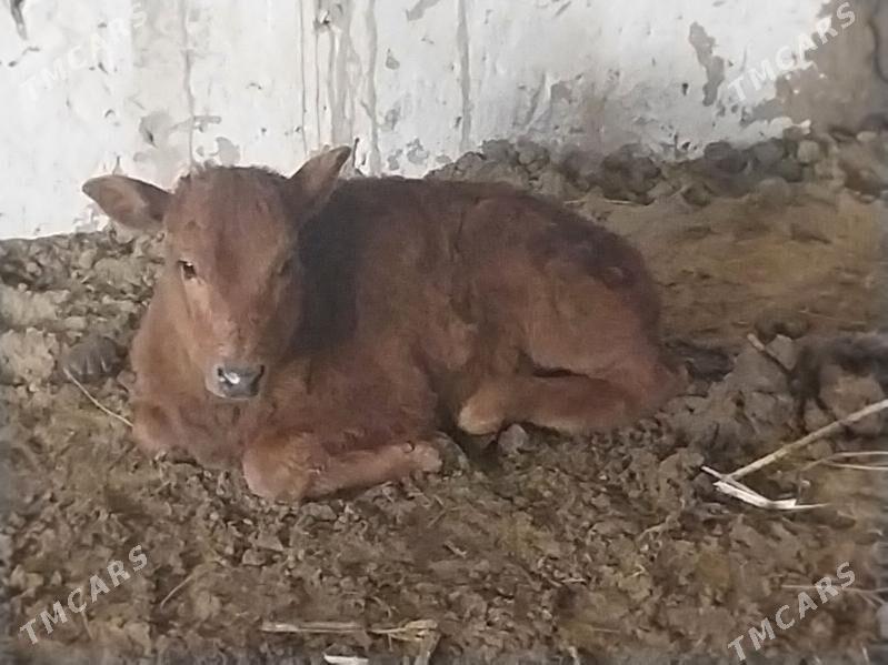 saglyk sygyr - Туркменабат - img 1