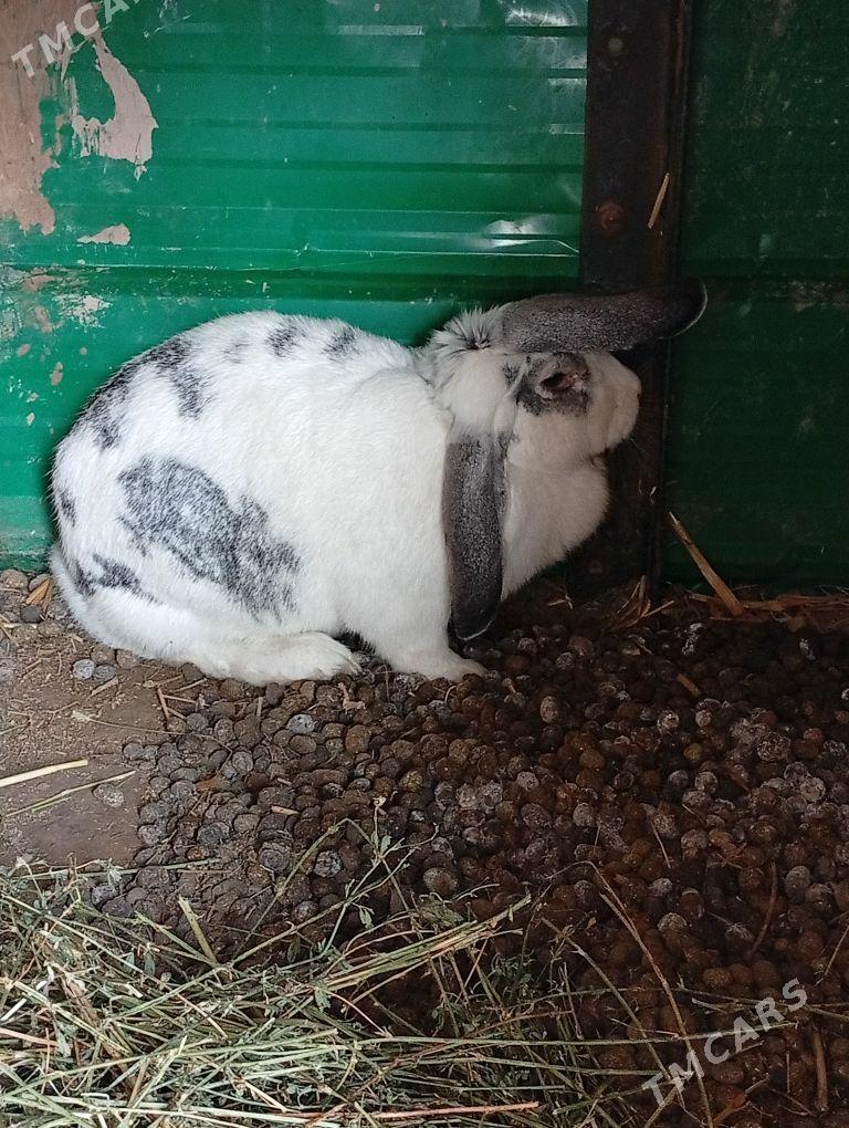 Welikan towşan - Çärjew - img 1