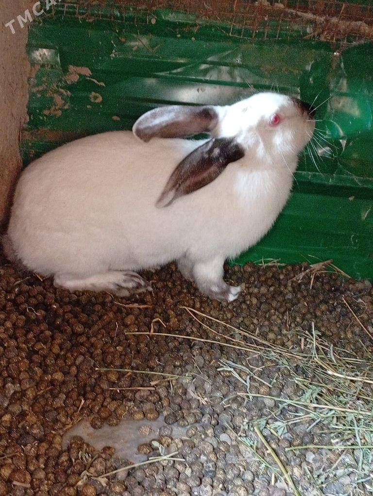 Welikan towşan - Çärjew - img 1