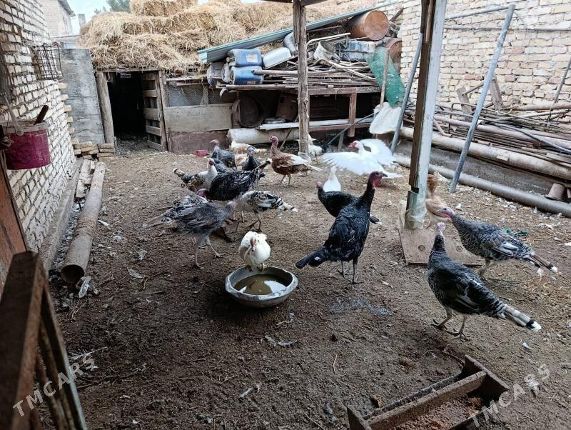 Indyuk - Türkmenabat - img 1