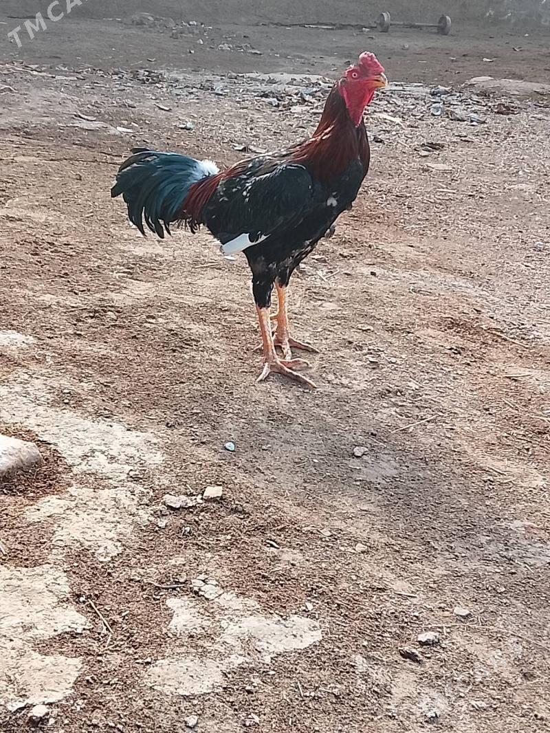 Baysowy - Baýramaly - img 1