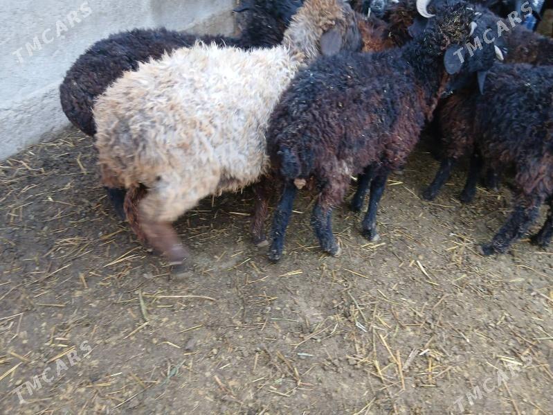 garakol tokly - Çoganly - img 1