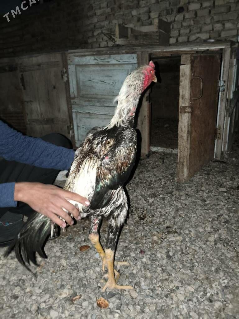 baysy horaz Taskent - Mary - img 1