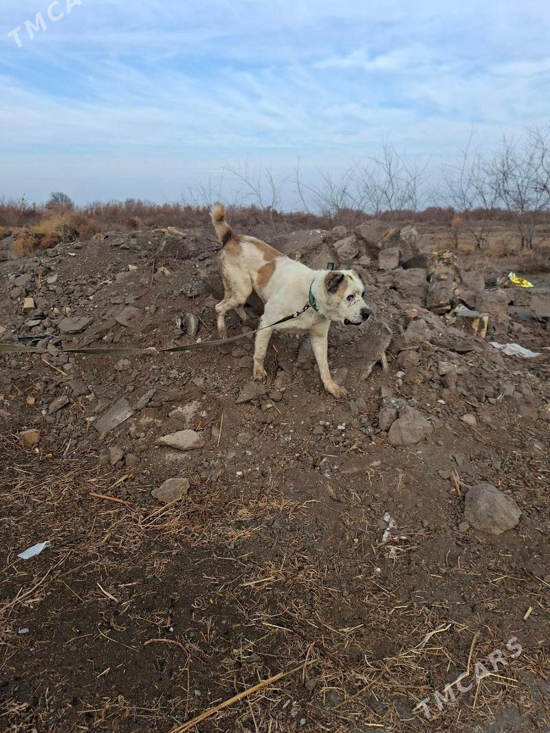 Gaplan alabay - Саят - img 1