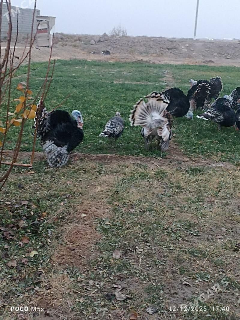 induk - Murgap - img 1