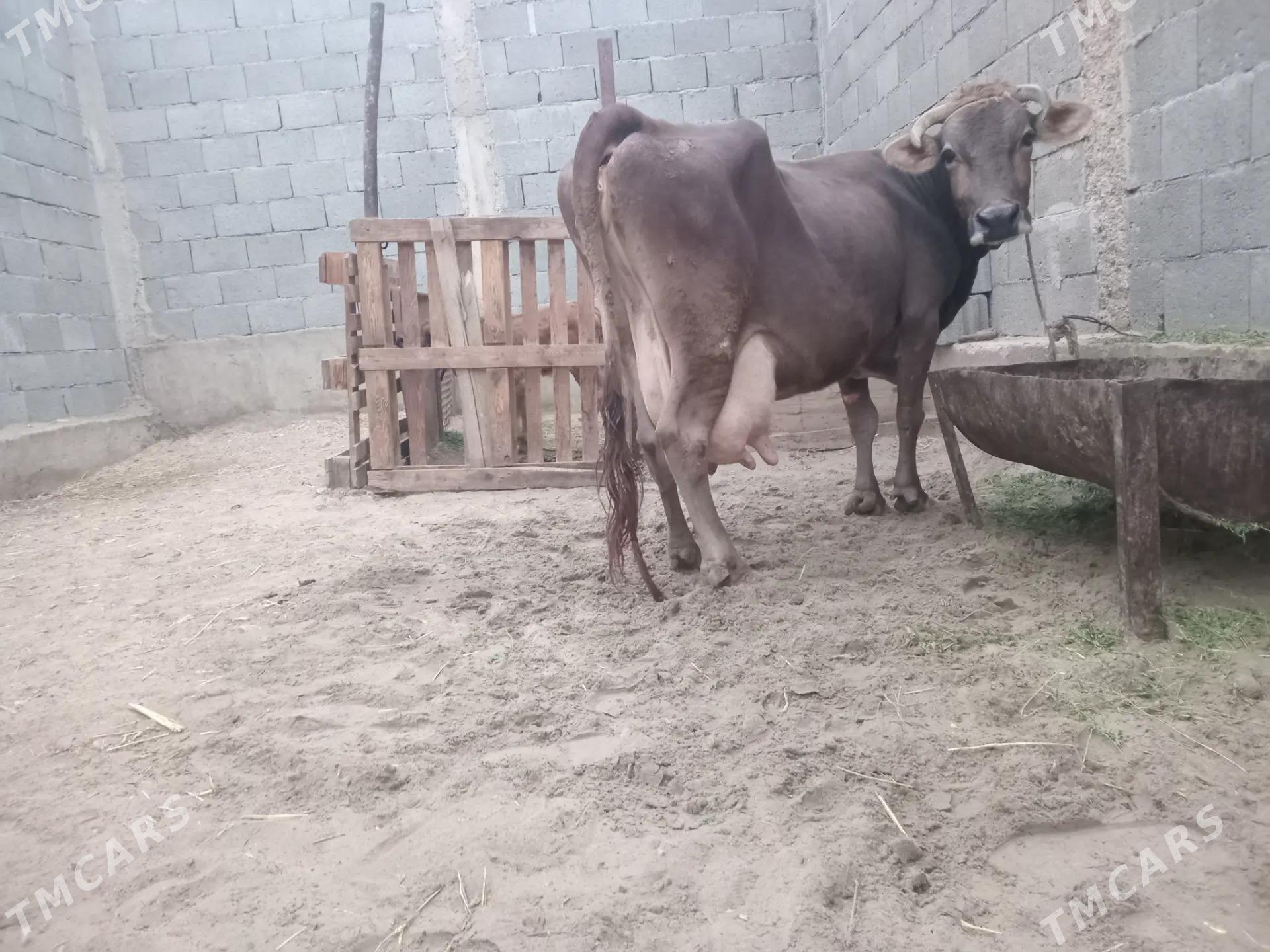 golelli sygyr - Балканабат - img 1