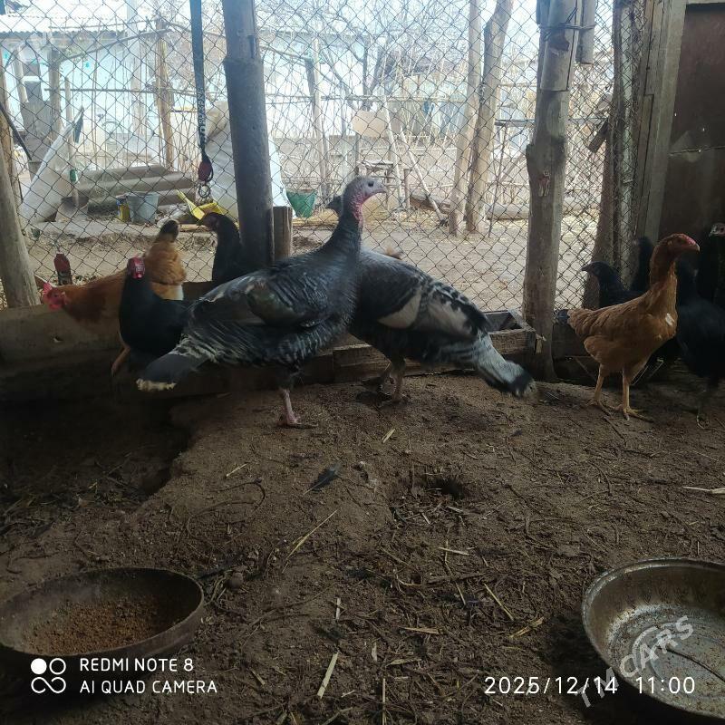 УНДУК ТОВЫК - Gubadag - img 1