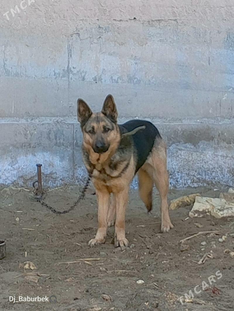 Afcarka - Daşoguz - img 1