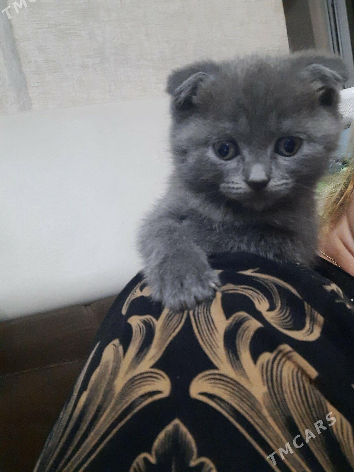 домашние животные - Aşgabat - img 1