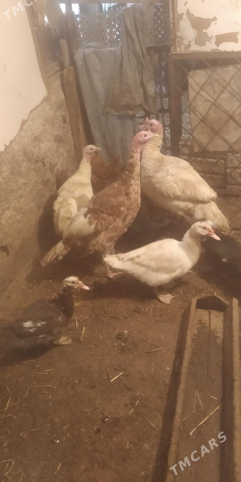 induk - Gyzylarbat - img 1