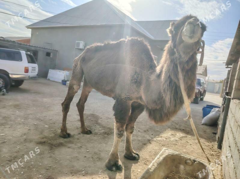 Duye - Balkanabat - img 1