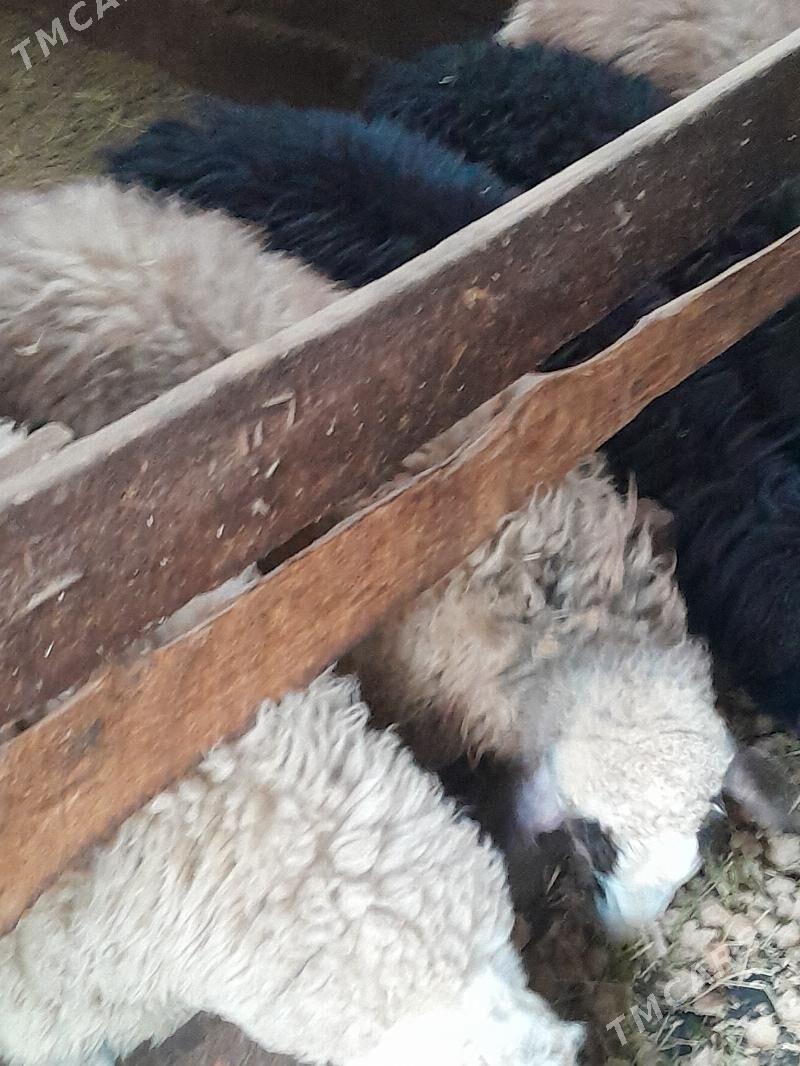 goyunlar gaty govy - Aşgabat - img 1