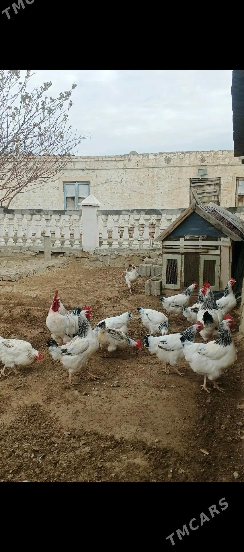 towuk - Balkanabat - img 1