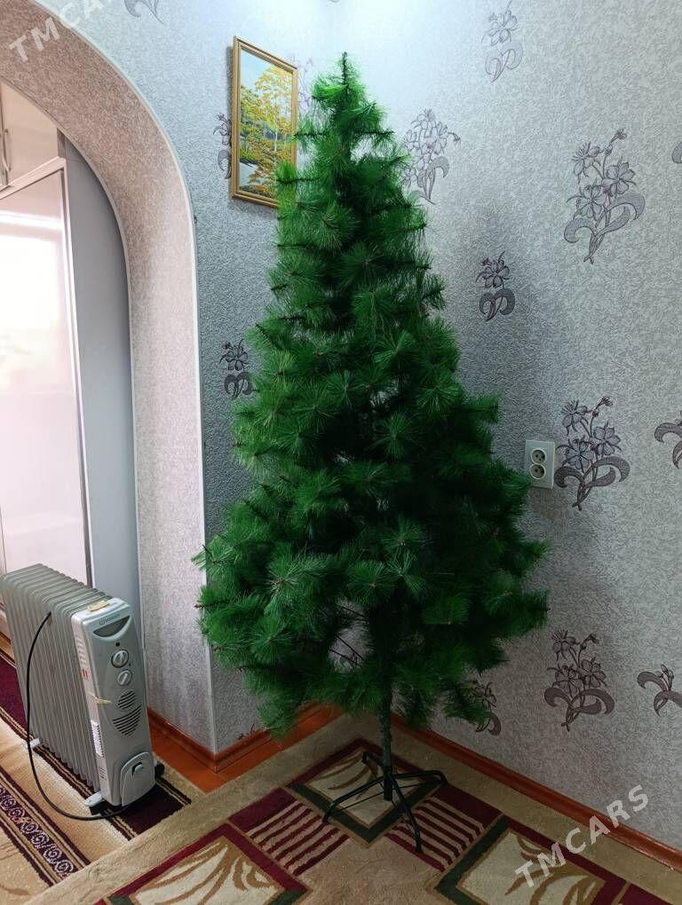 Yolka arca - Mary - img 1