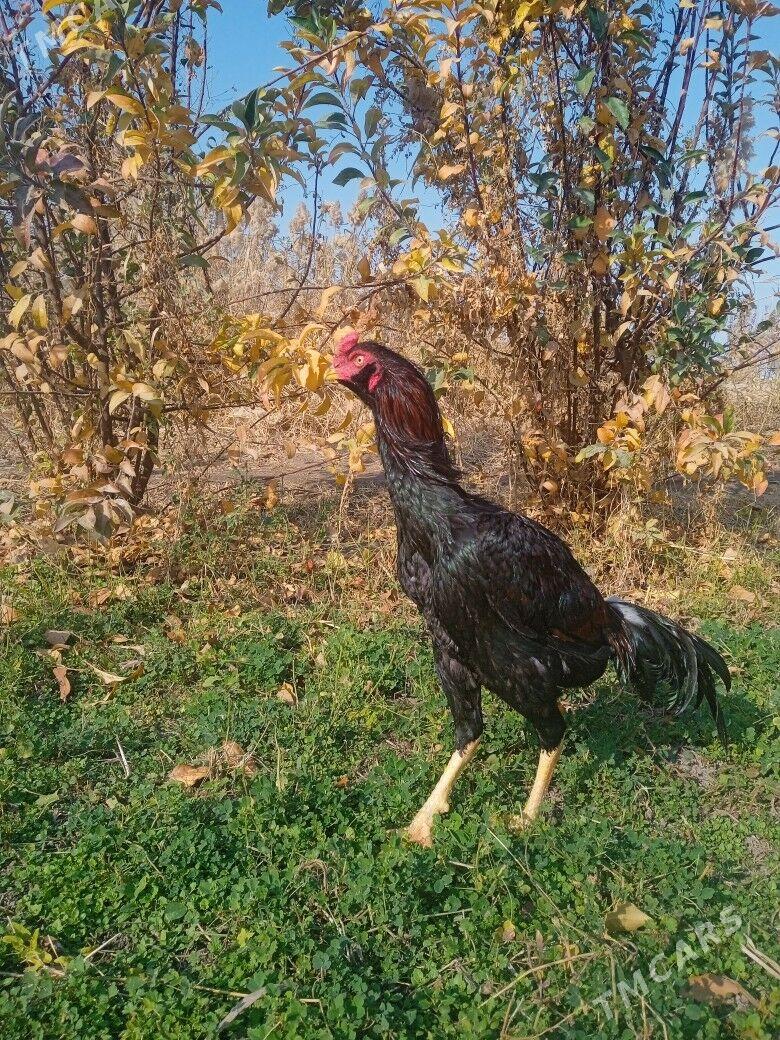 Horaz - Mary - img 1