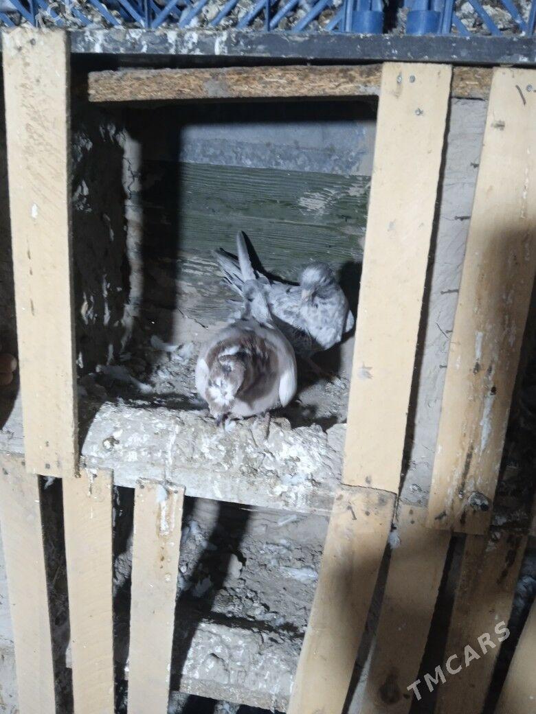 Kepderi - Çärjew - img 1