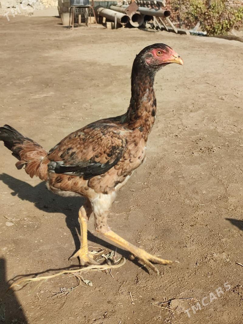 Bayes - Mary - img 1