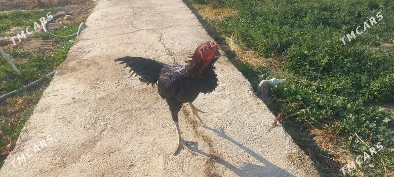 Horaz - Mary - img 1