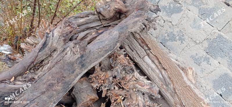 töňňe - Büzmeýin - img 1