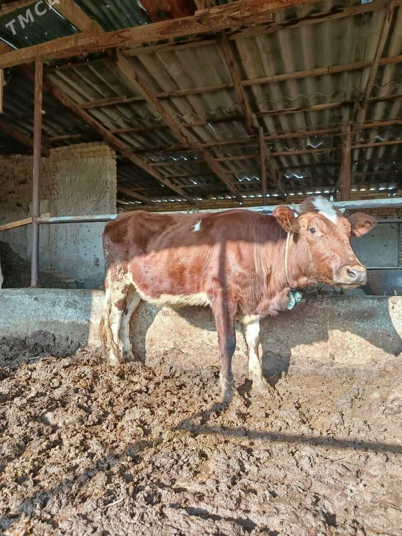 Unajyn - Туркменабат - img 1