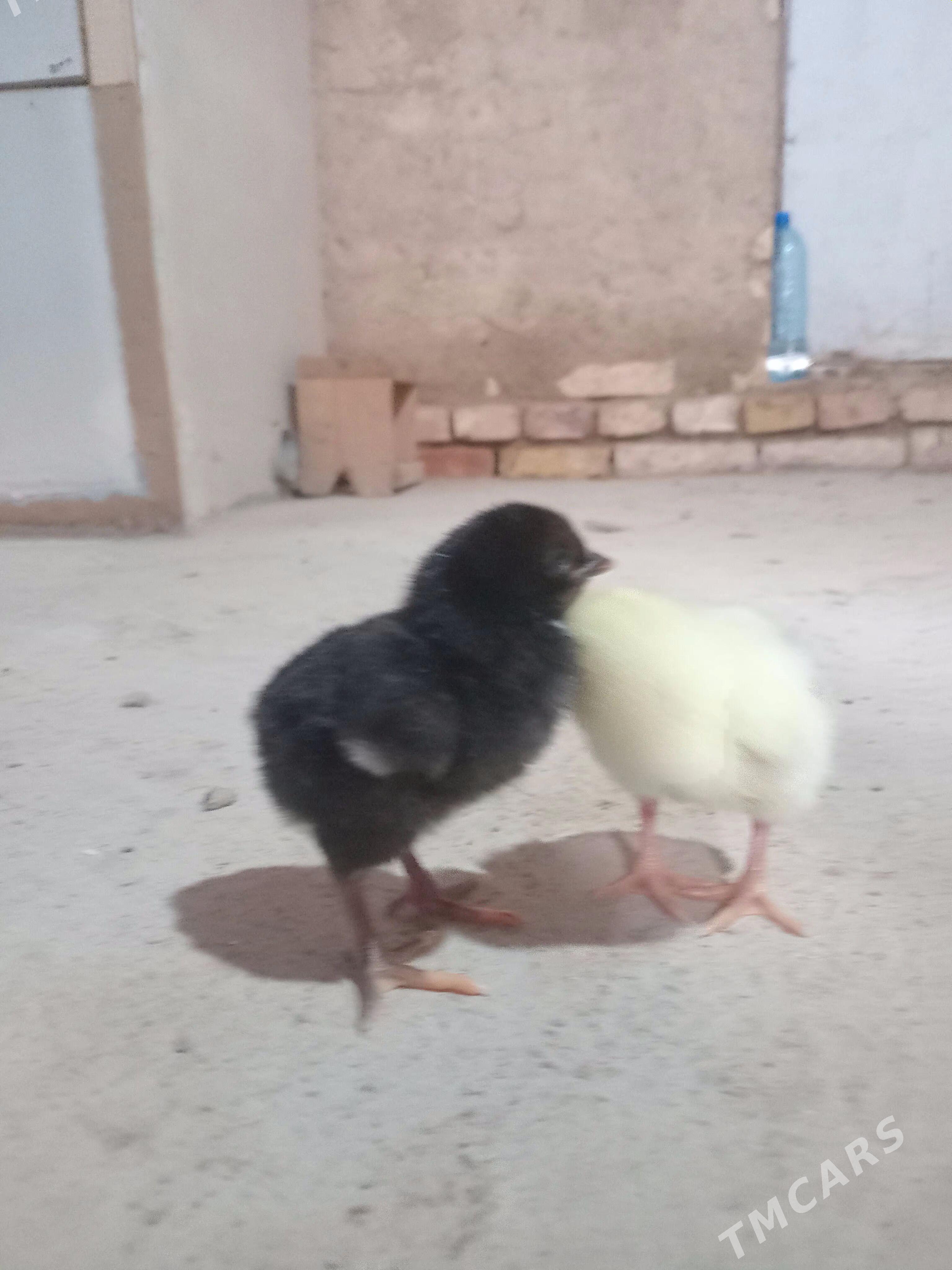 towuk jüje - Murgap - img 1