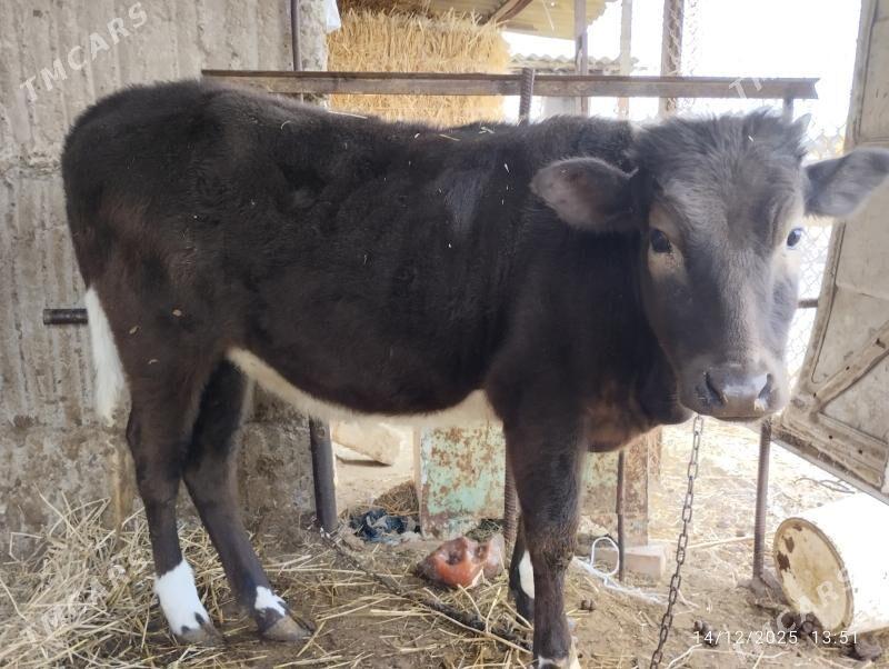 tüwe - Гёкдепе - img 1