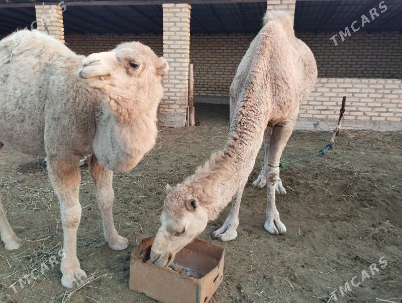 Köşekli düýe - Tejen - img 1