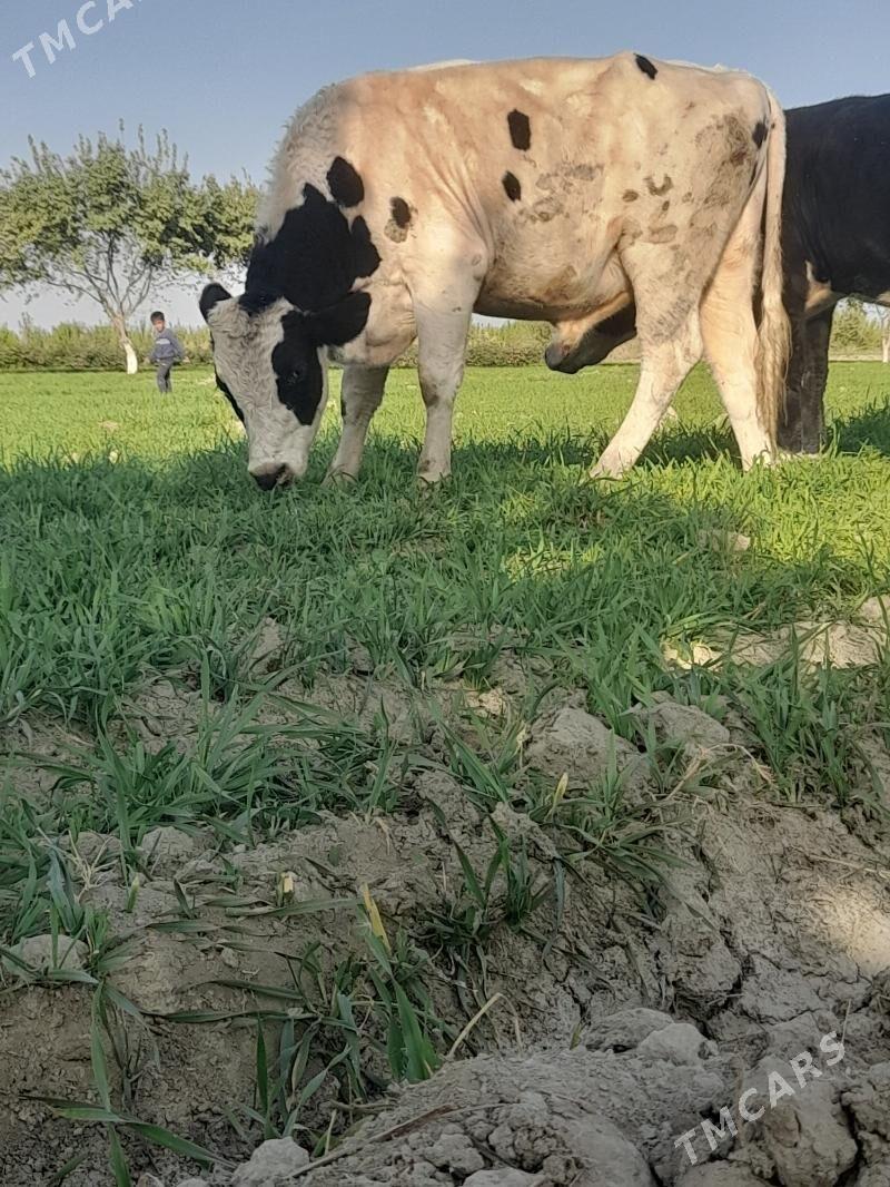 galisdeyin - Бахарден - img 1