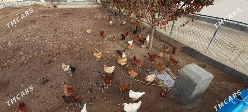 Towuk - Bereket - img 1