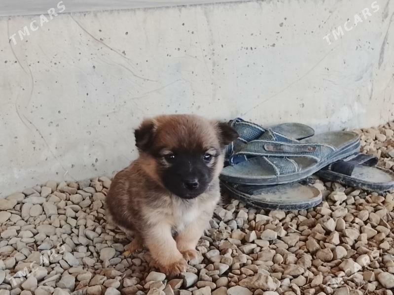 Ösmeýänçi gürji. - Sakarçäge - img 1