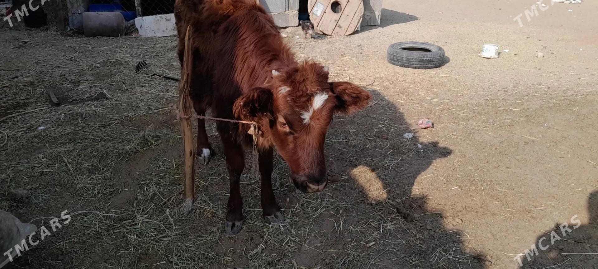 tuwe - Гёкдепе - img 1