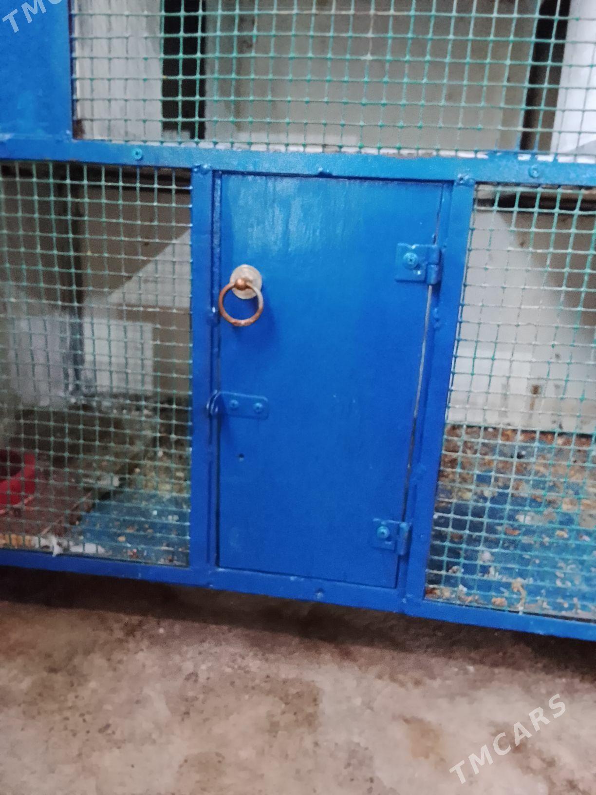 Guş.ketek - Mary - img 1