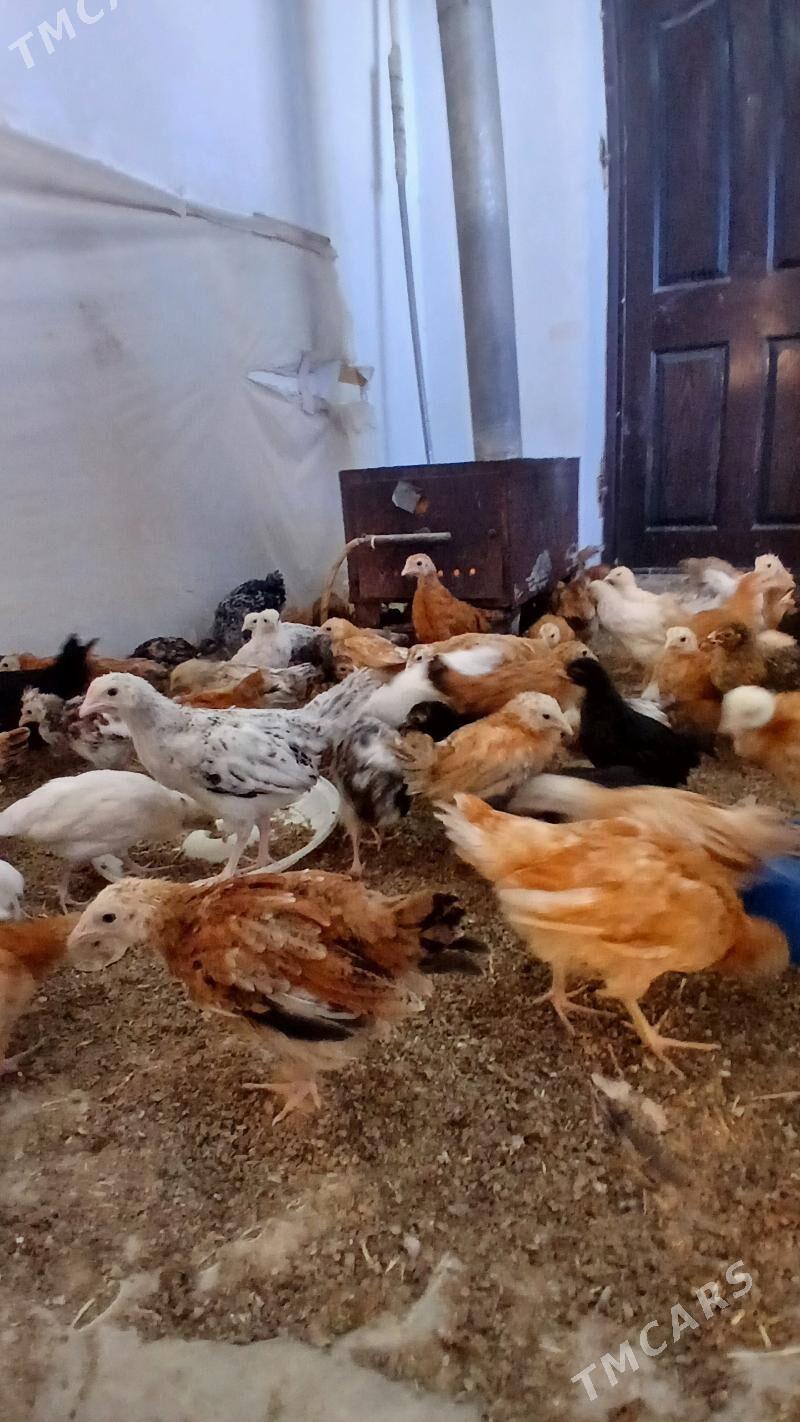 towuk juyje - Murgap - img 1