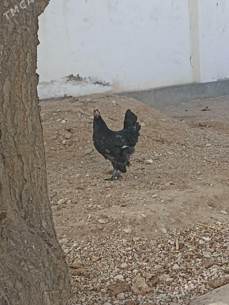 jüjeler - Balkanabat - img 1