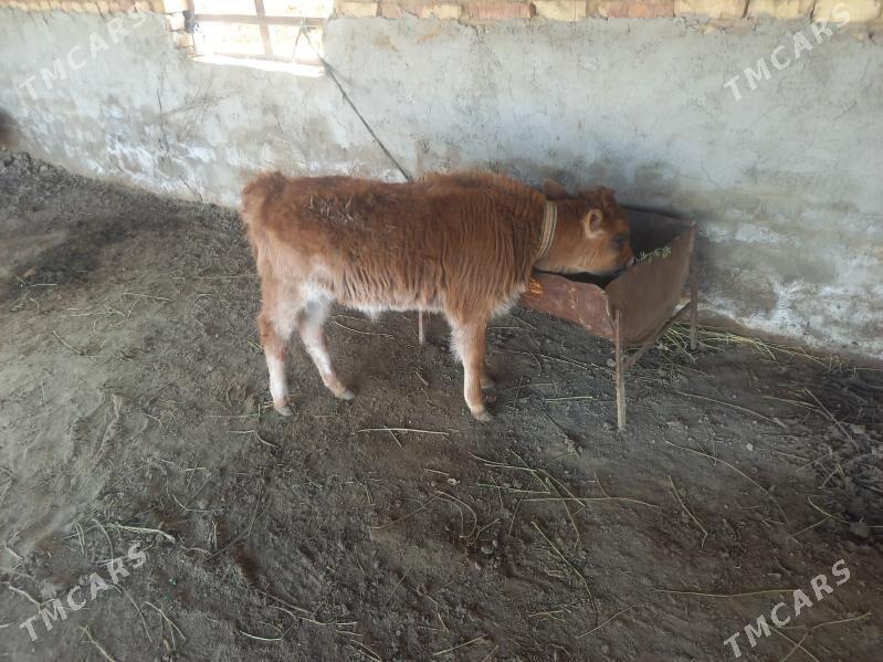 Goleli sygr - Mary - img 1