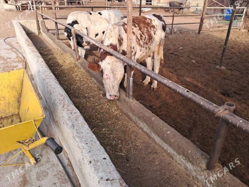 sigi.okuz. - Ак-Бугдайский этрап - img 1