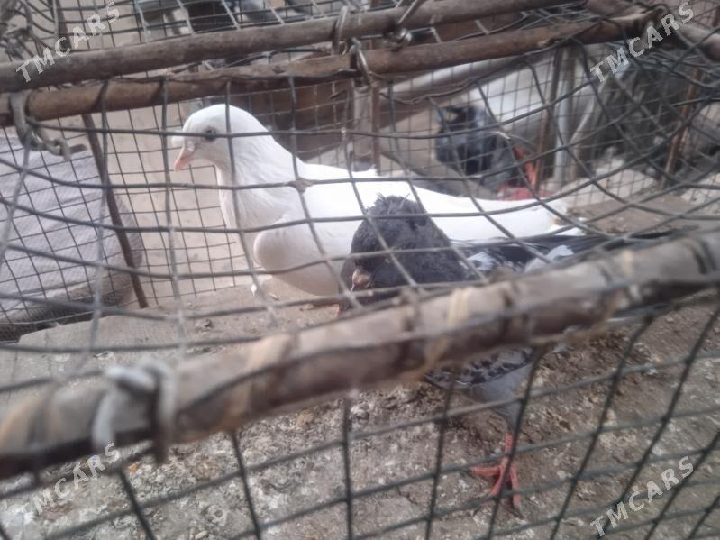 kepder - Türkmenabat - img 1