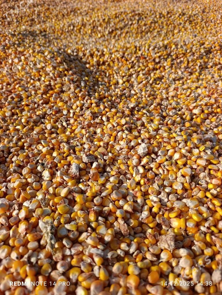 Mekge - Туркменгала - img 1