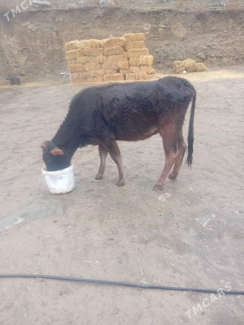 Boğaz tuwe - Махтумкули - img 1