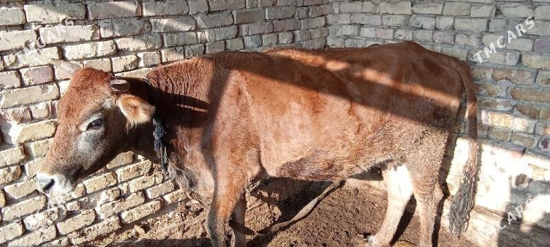 bakylan sygyr - Baýramaly - img 1