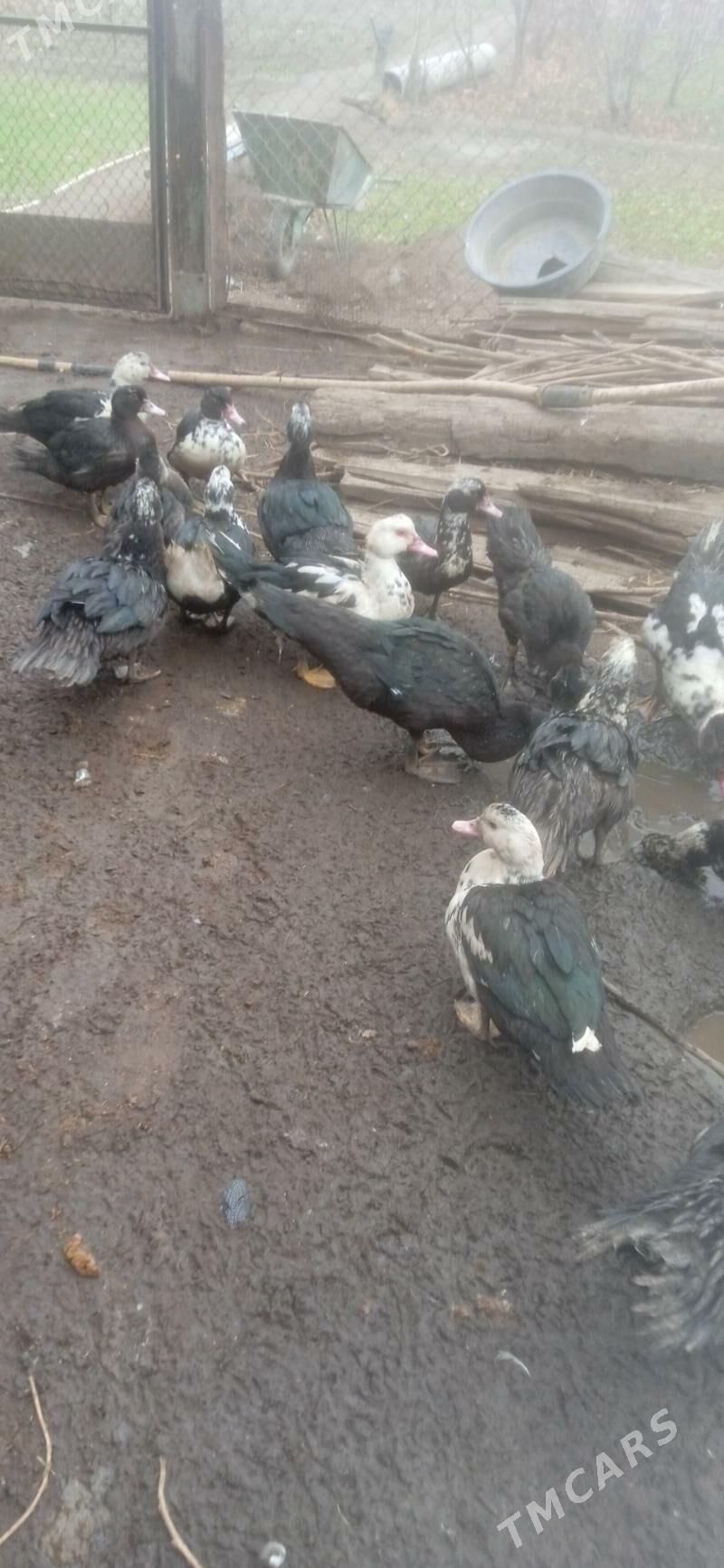 ördekler - Çärjew - img 1