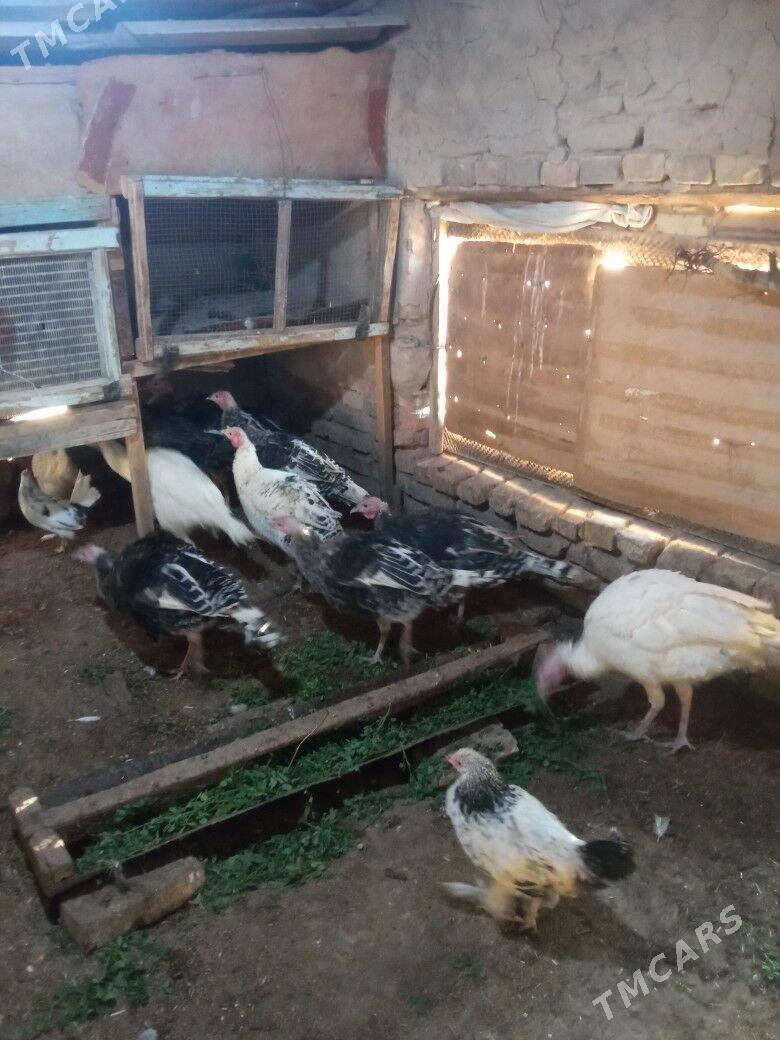 induk - Mary - img 1