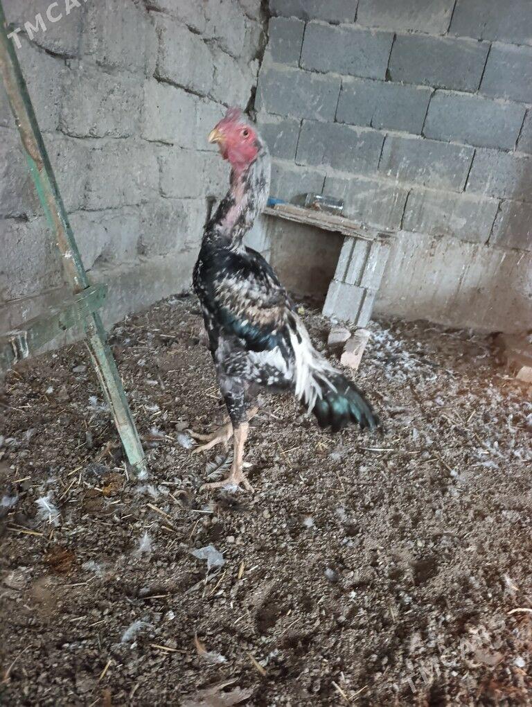 taskent tasgent towuk horaz - Aşgabat - img 1