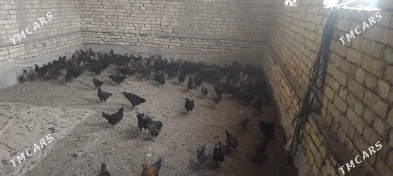 Juyje - Wekilbazar - img 1