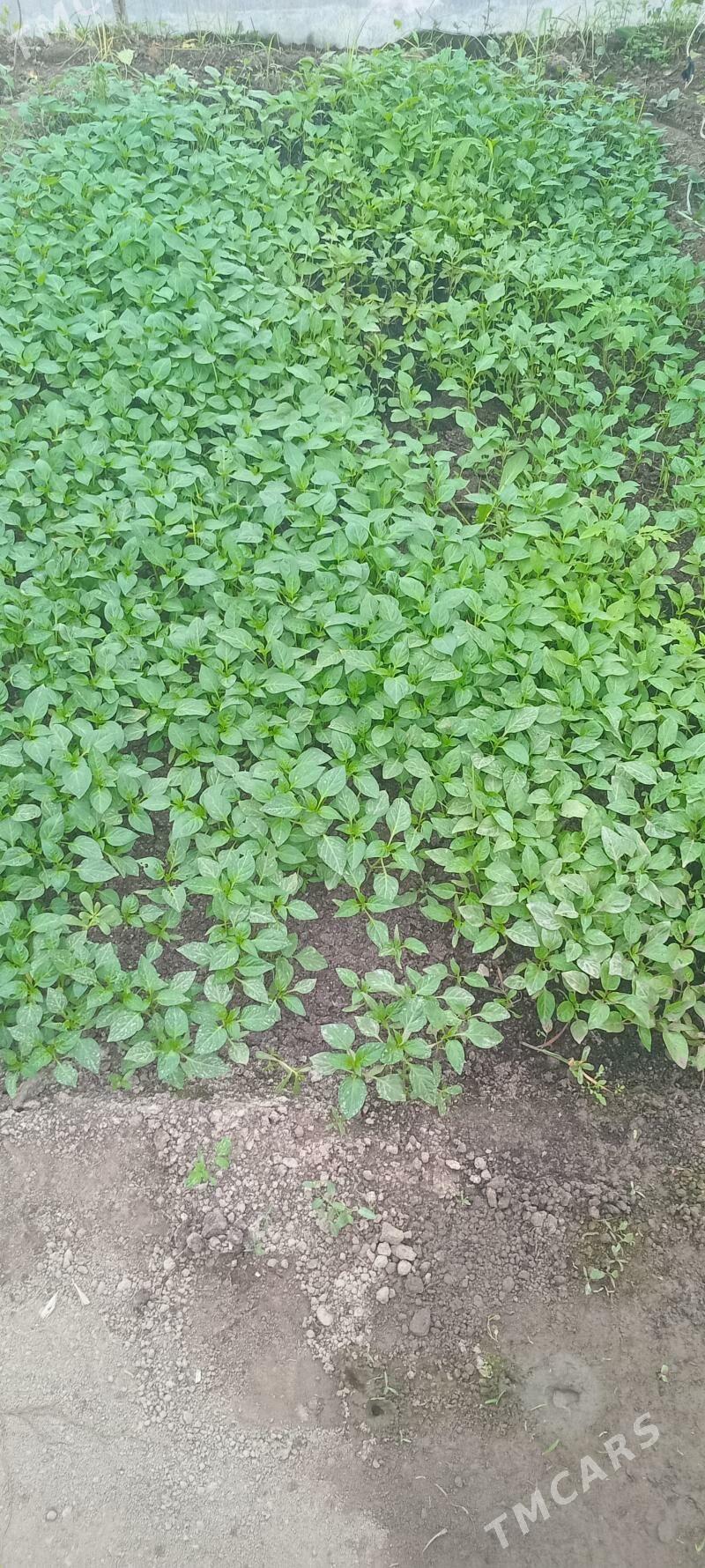 pomidor balgar nahal - Türkmenabat - img 1