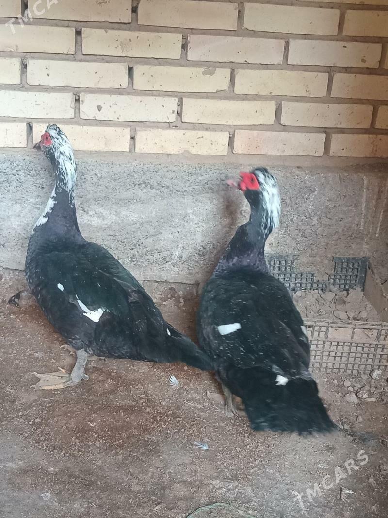 erkek.indawutga - Mary - img 1