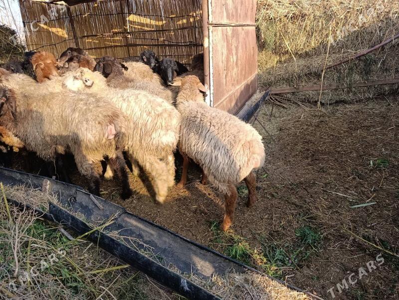 Goyun - Мургап - img 1