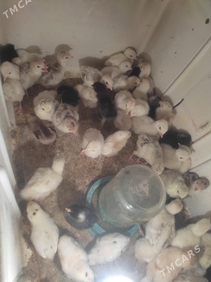 Induk juje - Türkmenabat - img 1