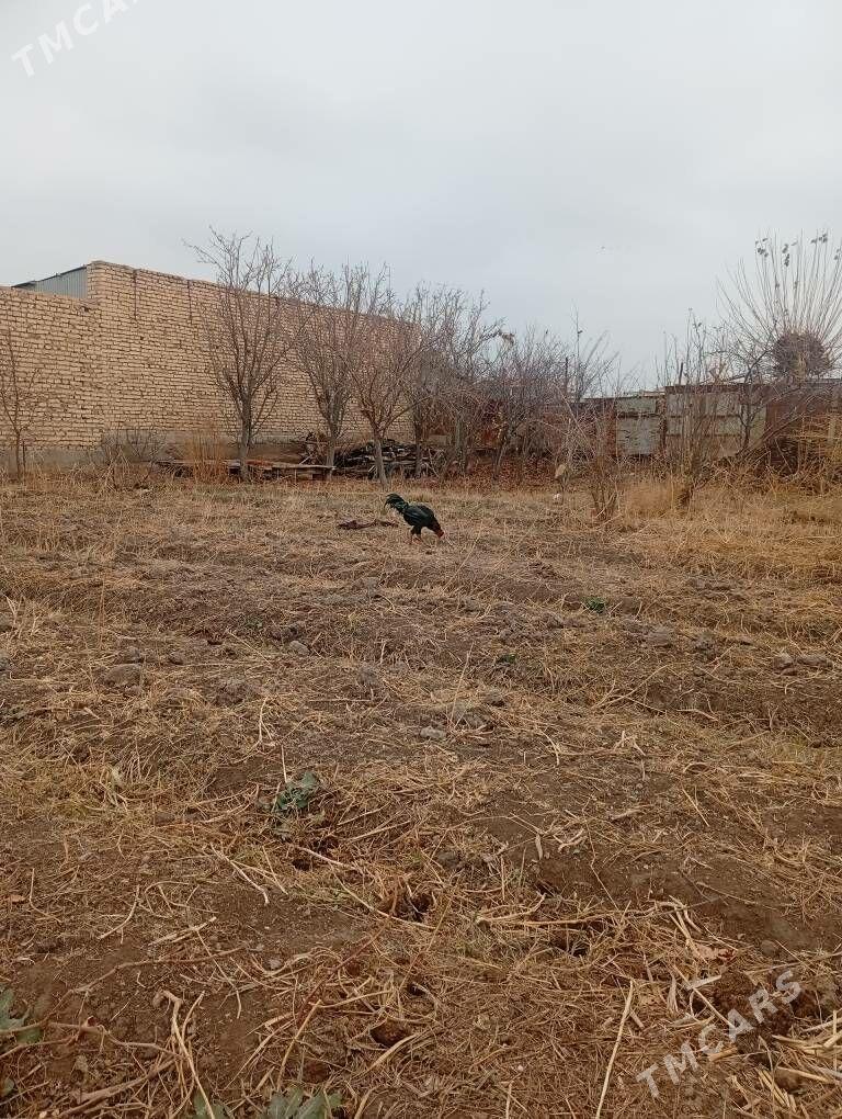 Хорах - Çärjew - img 1